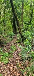 Plants: image 9 Of 208 Thumb